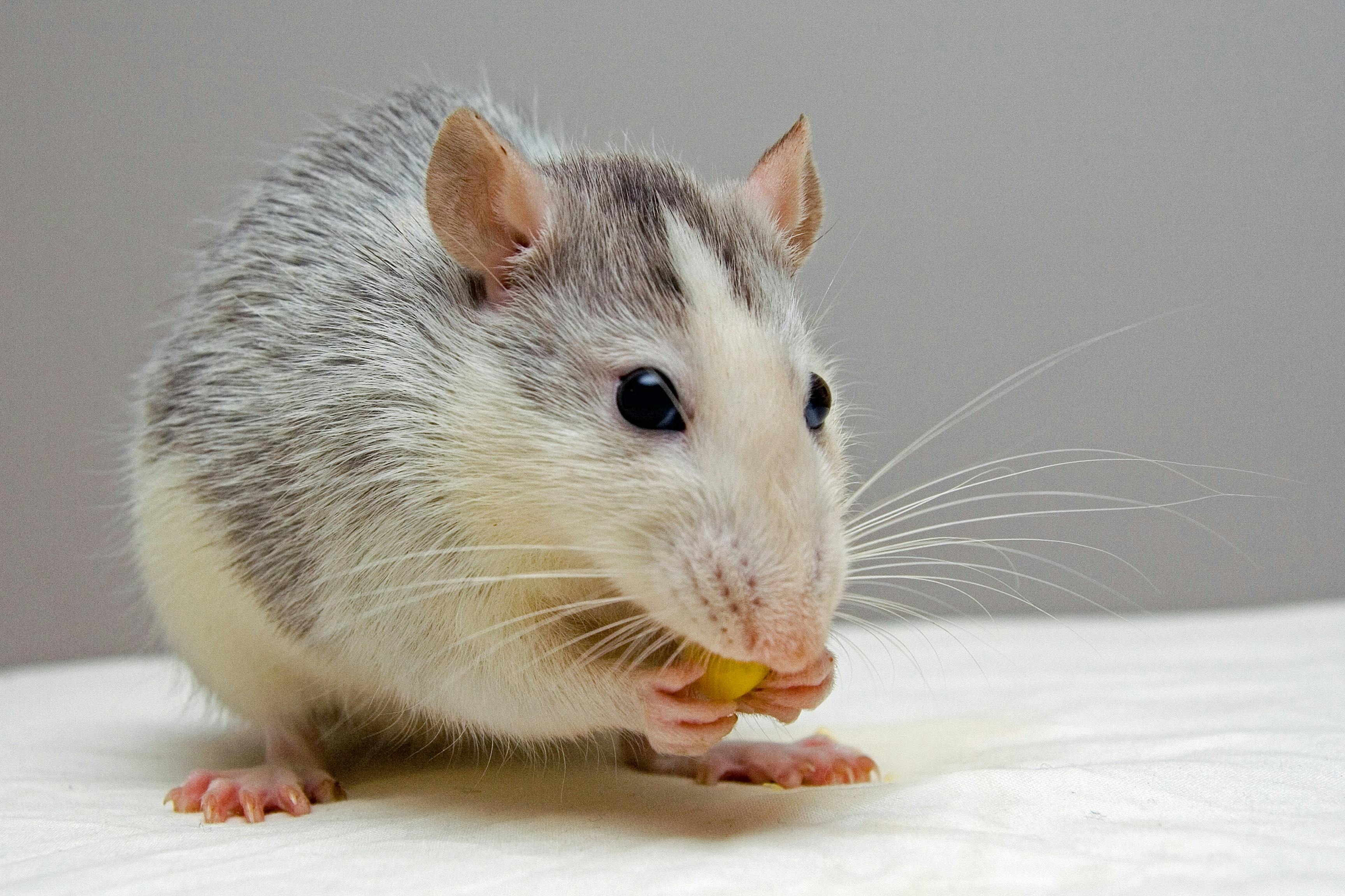 immagine ratto