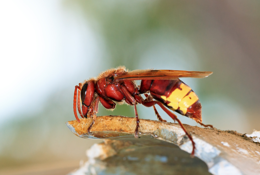 immagine vespa orientalis